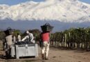 Mendoza: productores de vino afirman que «el mercado de la uva está destruido»